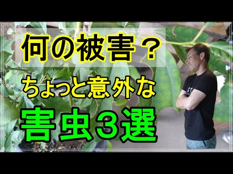 コーヒーかすが嫌いな昆虫は何ですか?忌避剤としてどのように使用しますか？  庭園