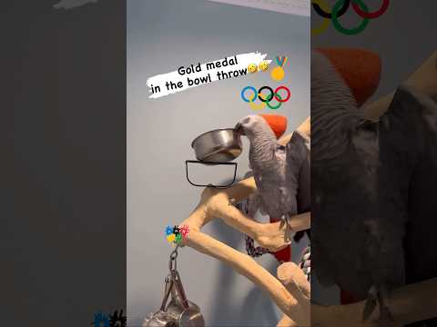 Symon says: New Olympic sport, bowl throwing????#symontheafricangreyparrot #funnyparrot #cag #birds