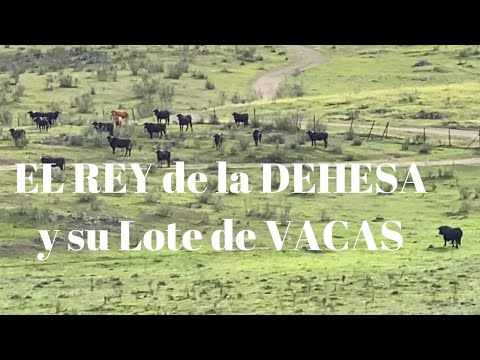 🥳Echamos los TOROS a las VACAS Un Semental Urcola Y COBRADIEZMOS