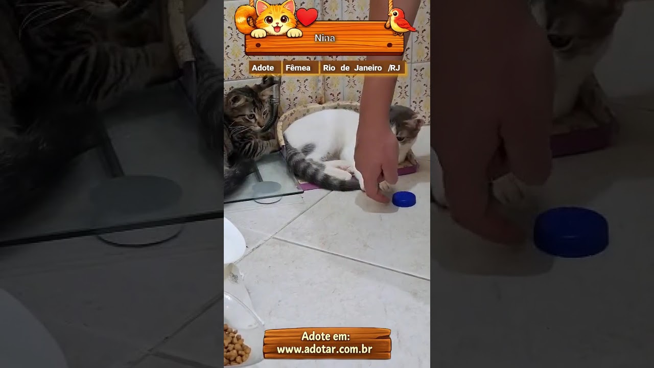 Gato raça SRD-ViraLata idade 2 a 6 meses nome Nina