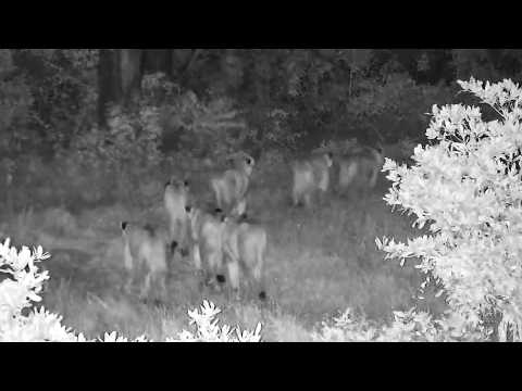 7 Nkuhumas and 2 Ndzenga males walked past djuma cam 5/13/26 (sorry about bad signal)