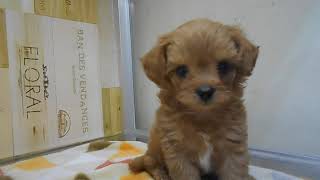 ハーフ犬の動画01