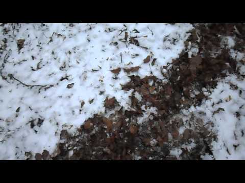 Prin Cris,Mures la o plimbare cu Cora (Copoi Ardelenesc) 1