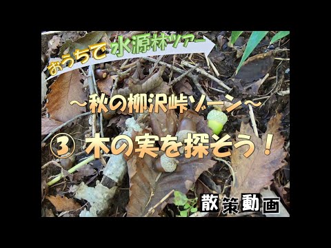 【おうちで水源林ツアー】～秋の柳沢峠ゾーン～③木の実を探そう！