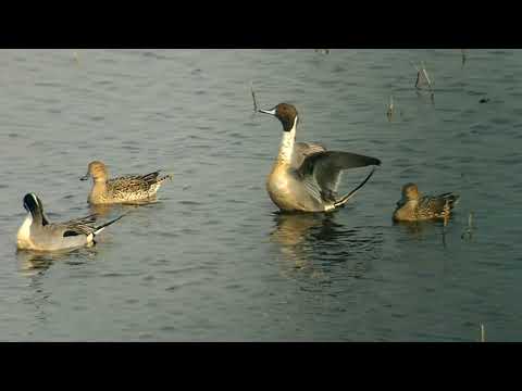 Pintails (Anas acuta) - Skocjanski zatok, Koper, Slovenia