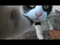 Tuxedo Cat Is Slapping My Camera Again And Again