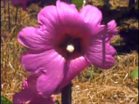 Dolly Inbar דולי ענבר - Ya Mishlati יא משלטי (live, 1976)