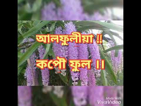 Alphuliya kopao phul . । । আলফুলীয়া কপৌ ফুল ।।