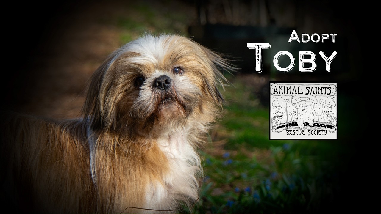 Enlarge Toby, a Adoptable mixed breed in Fort Montgomery, NY video 6/6