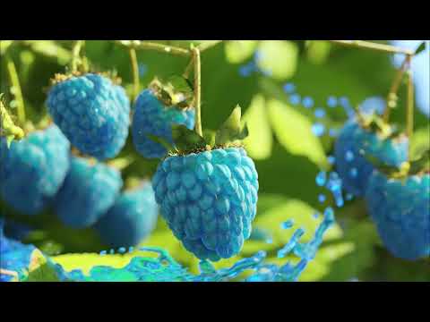 Blue Raspberry Growth Blender  Animation