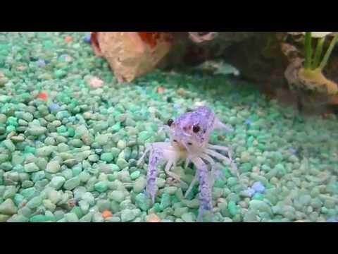 Der Tanz des Krebses. Танец рака, the dance; der Krebs ist neugierig,the cancer is curious,