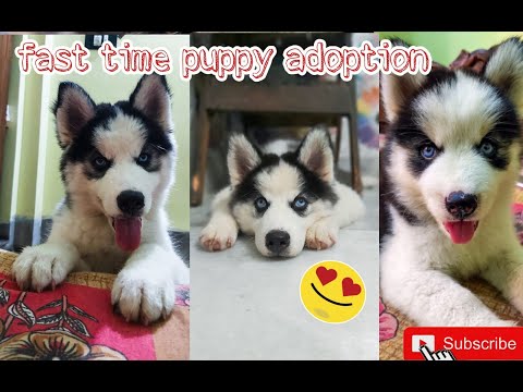 Frist time puppy adoption my experience #fristpuppyinhome #myfristdog