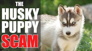 The Siberian Husky Puppy SCAM - HOW TO IDENTIFY & AVOID IT!