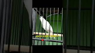 Download lagu Kacer albino gacor?? mp3