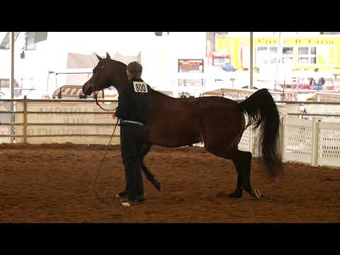 AMANI AL SHAHANIA   Class Scottsdale 2019