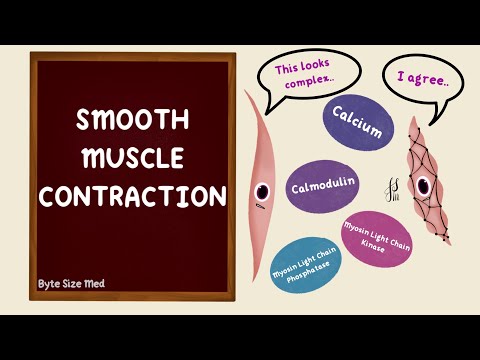 Smooth Muscle Contraction | Excitation Contraction Coupling | Nerve Muscle Physiology