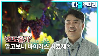 [다쿔멘터리] '포도줄기' 알고보니 바이러스 치료제?