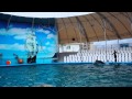 Дельфинарий "Немо" Анапа. Дельфины 2 