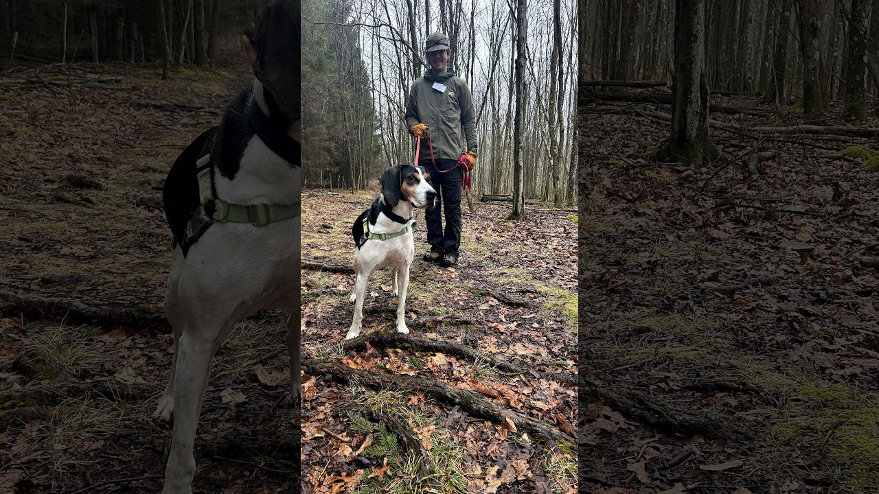 Enlarge Tequila, a Adoptable Treeing Walker Coonhound in Accident, MD video 2/6