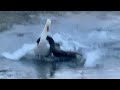 A Fight Breaks Out Mute Swan Cob Walpole Losses This Round Grunting Action 21 December 2023
