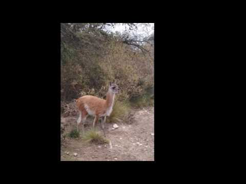 Mater 2016 , Visita al Tatu Carreta