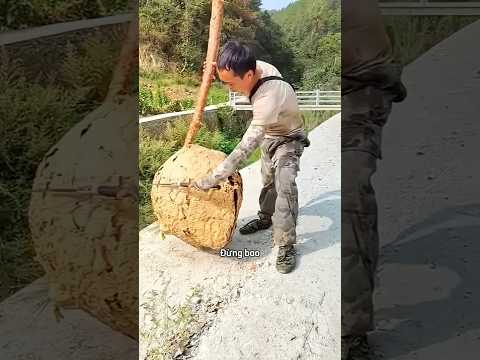 Người đàn ông tưởng tổ ong trống rỗng 😅 #shortsvideo #shorttrending ￼