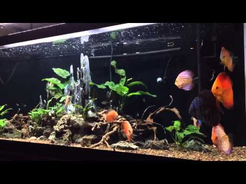 120 gallons discus fish tank aquarium update