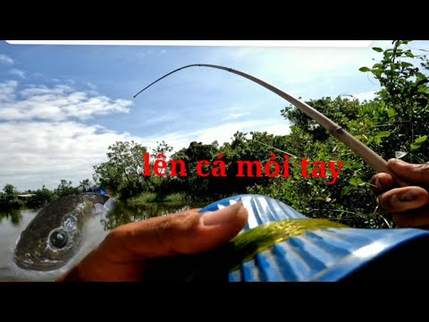 Kỹ thuật câu cá lóc bằng cần tay - Bí quyết từ cao thủ