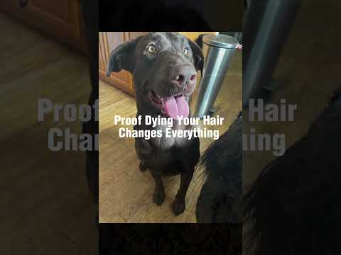Proof Dying Your Hair Changes Everything #dogs #charlie @Janie457