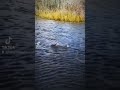 Alligator Swimming Underwater Footage