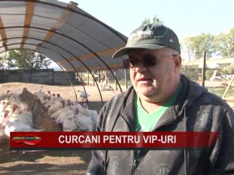 , title : 'CURCANI PENTRU VIP-URI'