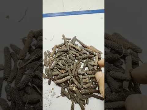 Pipal badi-Piper Retrofractum-Pippali-Pipli Choti-Masala Pipal big Pipal-Pipli-Pipli -peepal