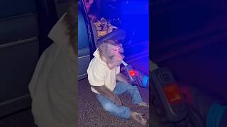 Monkey Vlog - Banana Overdose #monkey #vlog #funny