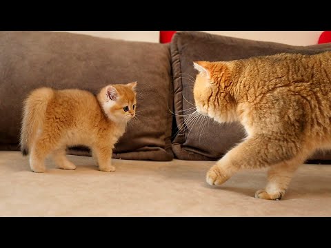 The long-awaited meeting of cat William with his son Alfonso