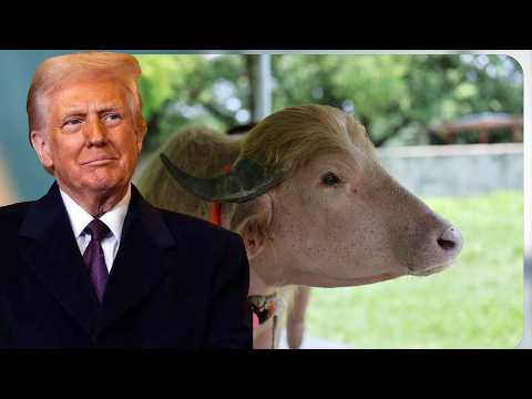 He Looks Like Donald Trump And This Happened