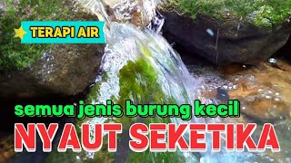 Download lagu NYAUT SEKETIKA, terapi air untuk semua jenis burung kecil, suara air mp3 Download lagu NYAUT SEKETIKA, terapi air untuk semua jenis burung kecil, suara air mp3