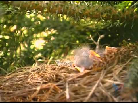 Marcus Viana - A Maravilhosa Sinfonia da Vida