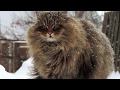 Popular Siberian cats Big cats come from Russia, Video Russian Siberian Cat paling seru!