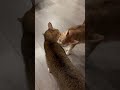 Cats Kissing Sweet Love Funny Cute Baby Firstlove Siblings Cat Kitten Viral Like Pets