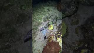 Octopus Embarrasses Eel With a Perfect Fake