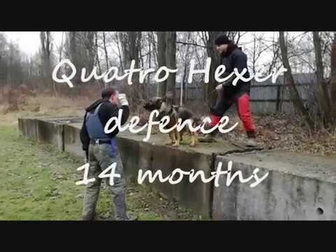 Quatro Hexer - defence february 2018