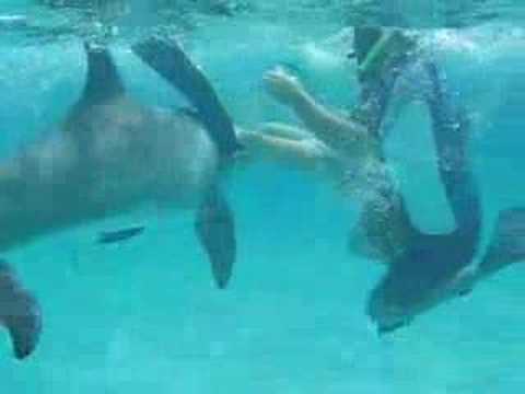 Do Dolphins Have Penis 60