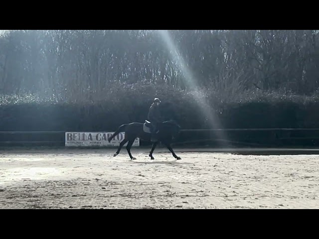 Caballo castrado Holsteiner En venta 2020 Bayo por Q-OXFORED QUALITY