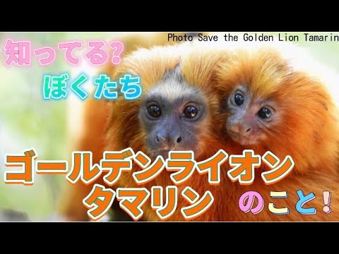 ブラックフェイスライオンタマリン (Leontopithecus caissara)