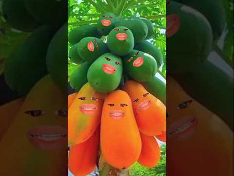 Alifun baa Taun Saa ||Islamic Naat #cute #islamicshorts #gojol #love #cats #fruit