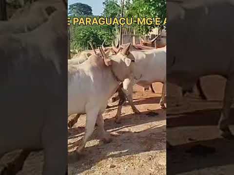 A TRADIÇÃO DO CARRETÃO E UM DOS MAIORES CARREIROS DE PARAGUAÇU-MG