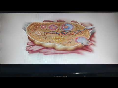 2 ovarios características