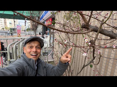 Tokyo’s Ume Blossoms Bloom at Lawson