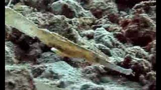 preview picture of video 'Wakatobi Robust Ghost Pipefish'