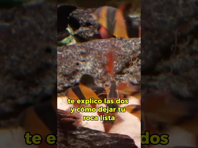 Vídeo relacionado con ARKA mySCAPE-Lava Pebbles - Piedras de paisajismo acuático para acuarios de Agua Dulce - Aprox. 50-70 mm - Contenido: 10 kg